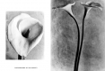 diapositive116